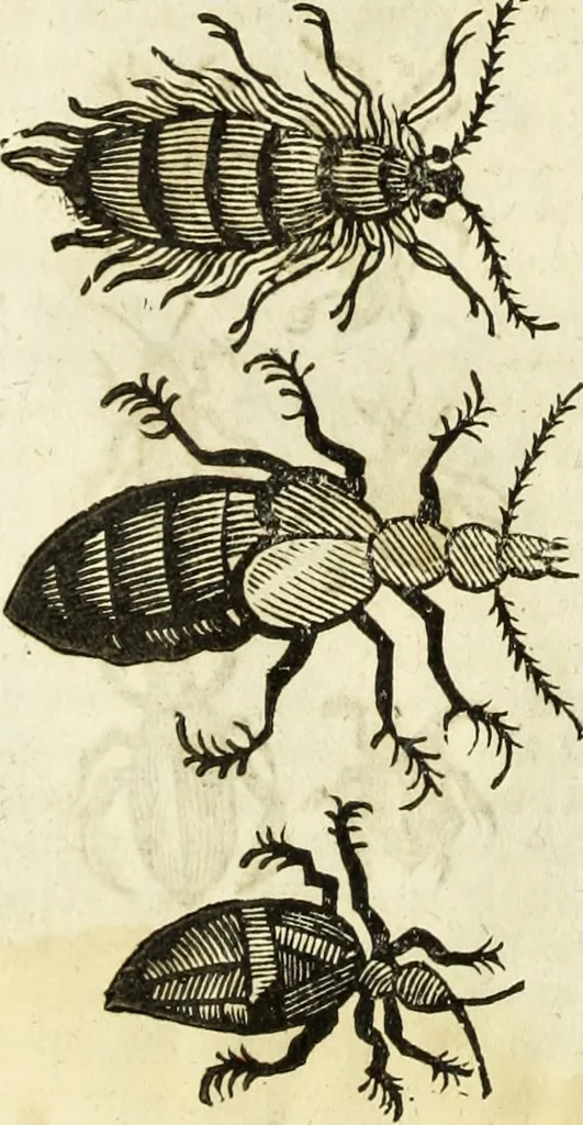 An illustration from The history of four-footed beasts and serpents., 1658, leaf 979