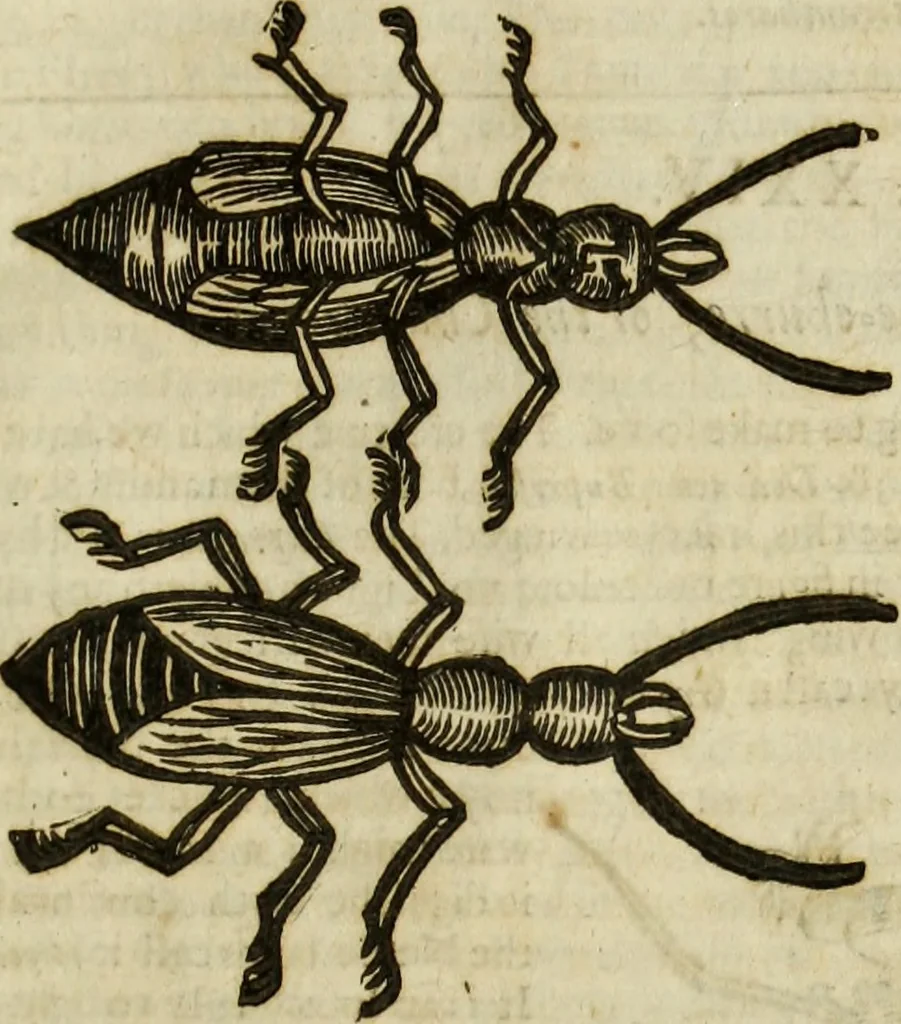 An illustration from The history of four-footed beasts and serpents., 1658, leaf 980
