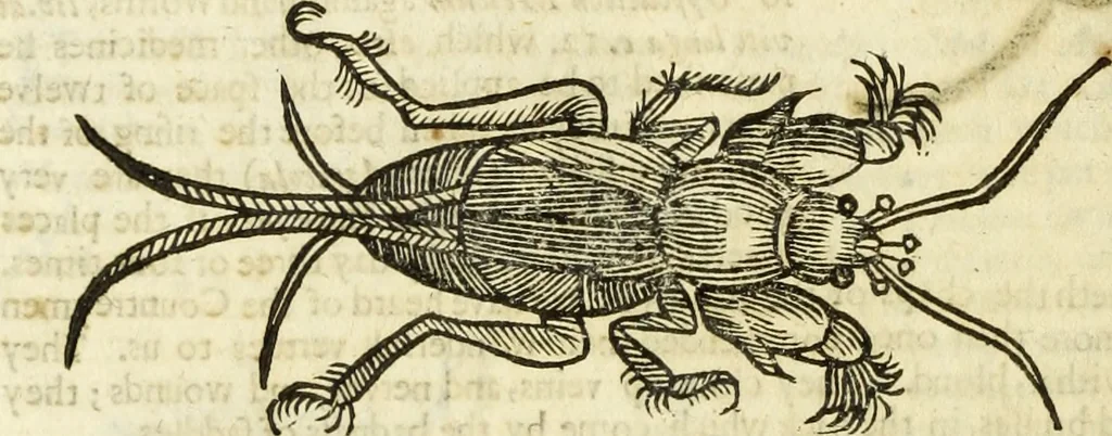 An illustration from The history of four-footed beasts and serpents., 1658, leaf 981