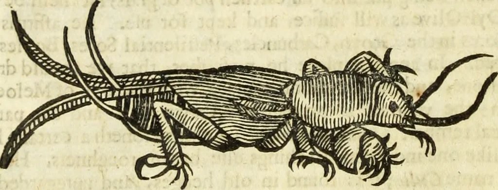 An illustration from The history of four-footed beasts and serpents., 1658, leaf 981