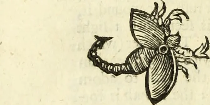 An illustration from The history of four-footed beasts and serpents., 1658, leaf 987
