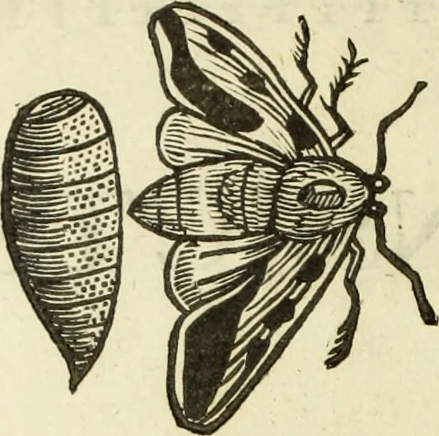 An illustration from The history of four-footed beasts and serpents., 1658, leaf 993
