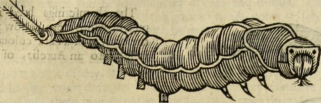 An illustration from The history of four-footed beasts and serpents., 1658, leaf 996