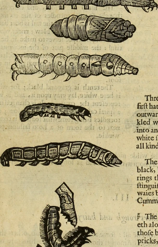 An illustration from The history of four-footed beasts and serpents., 1658, leaf 996
