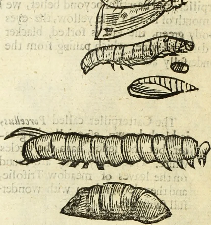 An illustration from The history of four-footed beasts and serpents., 1658, leaf 997