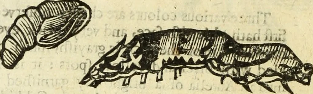 An illustration from The history of four-footed beasts and serpents., 1658, leaf 997