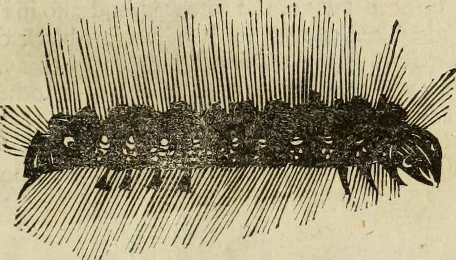 An illustration from The history of four-footed beasts and serpents., 1658, leaf 998