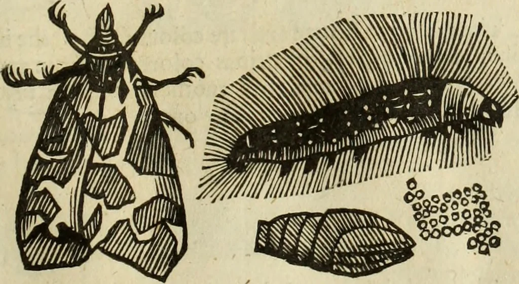 An illustration from The history of four-footed beasts and serpents., 1658, leaf 998