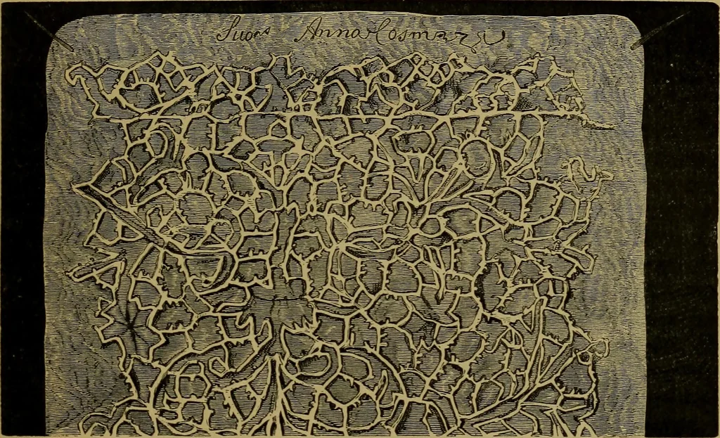 An illustration from History of lace, 1902, leaf 168