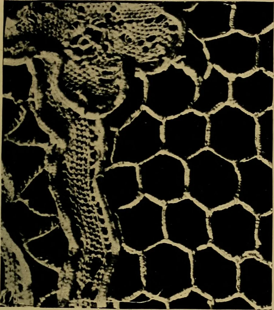 An illustration from History of lace, 1902, leaf 34