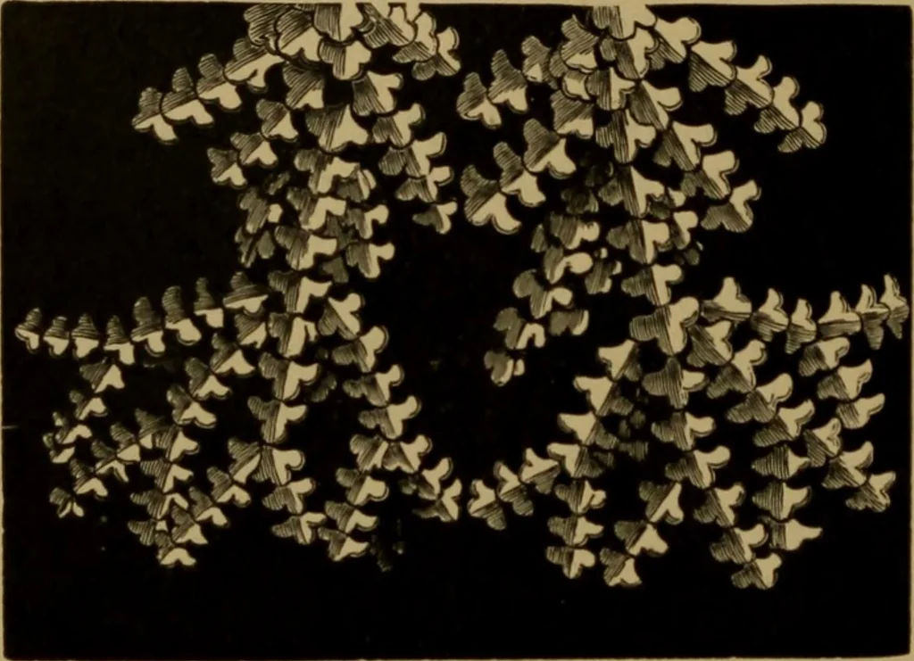 An illustration from History of lace, 1902, leaf 91