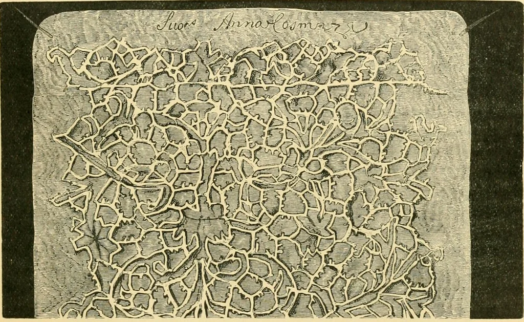 An illustration from History of lace, 1902, leaf 168