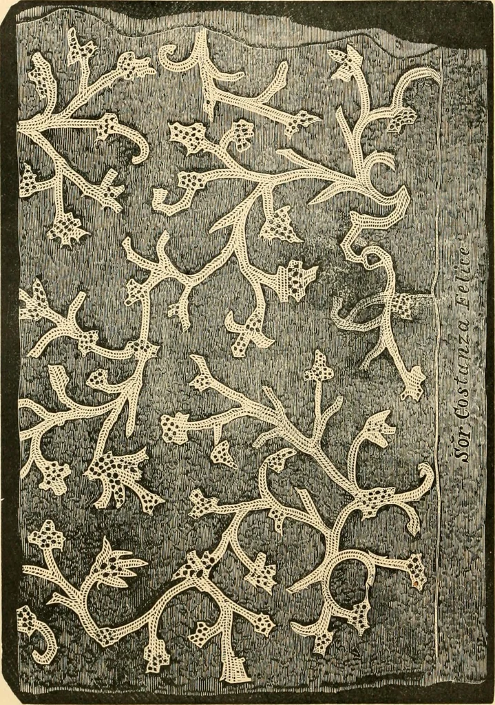 An illustration from History of lace, 1902, leaf 169