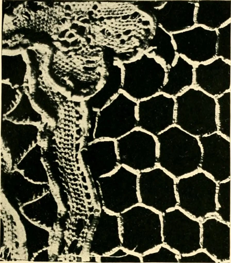 An illustration from History of lace, 1902, leaf 34