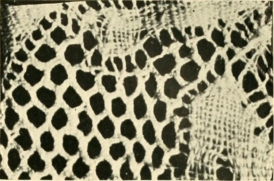 An illustration from History of lace, 1902, leaf 38