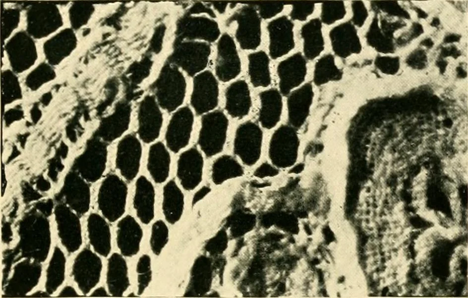 An illustration from History of lace, 1902, leaf 38