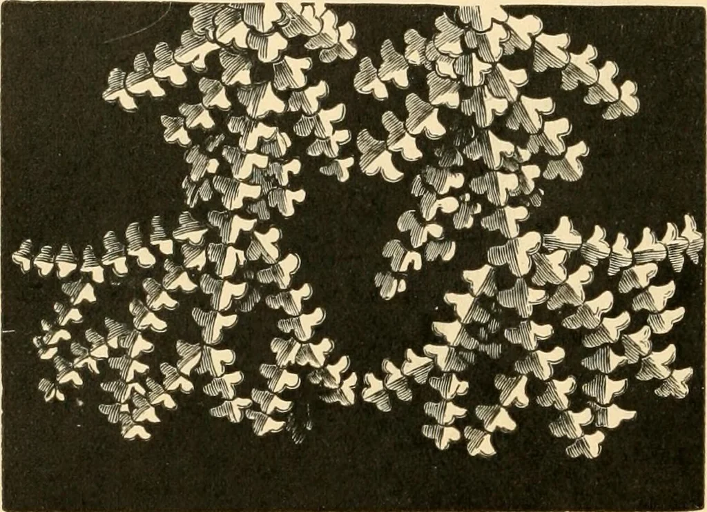 An illustration from History of lace, 1902, leaf 91