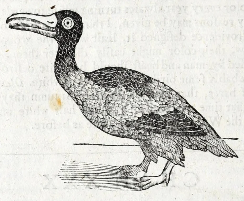 An illustration from The history of Lapland, wherein are shewed the original, manners, habits, marriages, conjurations, &c. of that people, 1674, leaf 158