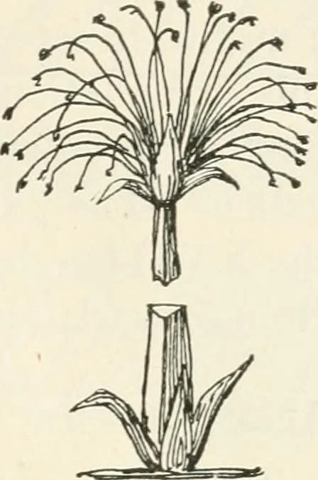 An illustration from A history of ornament, 1916, leaf 70
