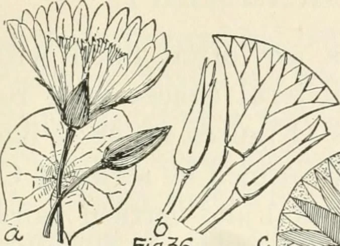 An illustration from A history of ornament, 1916, leaf 74
