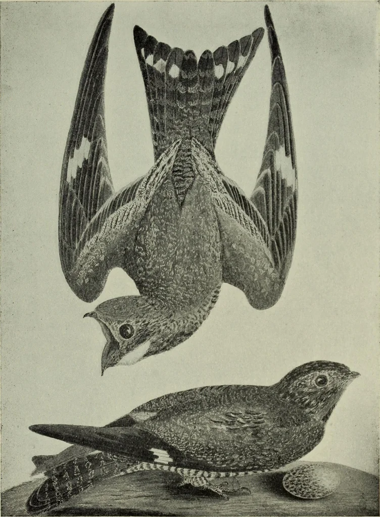 An illustration from A history of the rise and progress of the arts of design in the United States, 1918, leaf 438