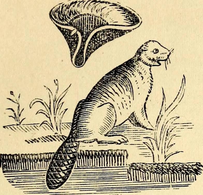 An illustration from The history of signboards : from the earliest times to the present day, 1870, leaf 495
