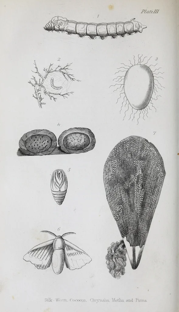 An illustration from The history of silk, cotton, linen, wool, and other fibrous substances : including observations on spinning, dyeing, and weaving : also an account of the pastoral life of the ancients, their social state and attainments in the domestic arts : with appendices on Pliny's Natural history, on the origin and manufacture of linen and cotton paper, on felting, netting, &c., deduced from copious and authentic sources, 1845, leaf 156