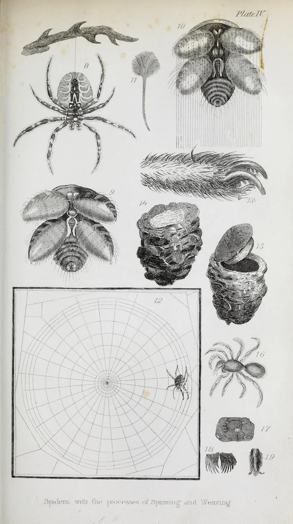 An illustration from The history of silk, cotton, linen, wool, and other fibrous substances : including observations on spinning, dyeing, and weaving : also an account of the pastoral life of the ancients, their social state and attainments in the domestic arts : with appendices on Pliny's Natural history, on the origin and manufacture of linen and cotton paper, on felting, netting, &c., deduced from copious and authentic sources, 1845, leaf 215