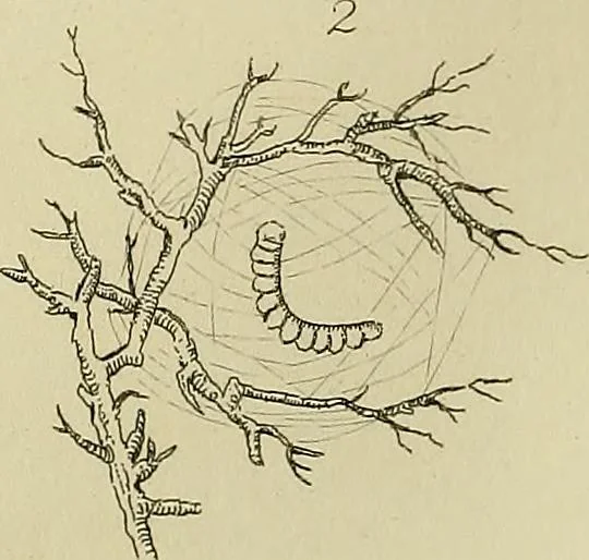 An illustration from The history of silk, cotton, linen, wool, and other fibrous substances;, 1845, leaf 153