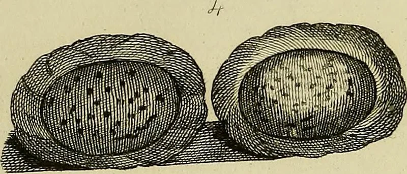 An illustration from The history of silk, cotton, linen, wool, and other fibrous substances;, 1845, leaf 153