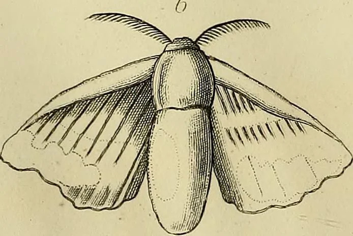 An illustration from The history of silk, cotton, linen, wool, and other fibrous substances;, 1845, leaf 153