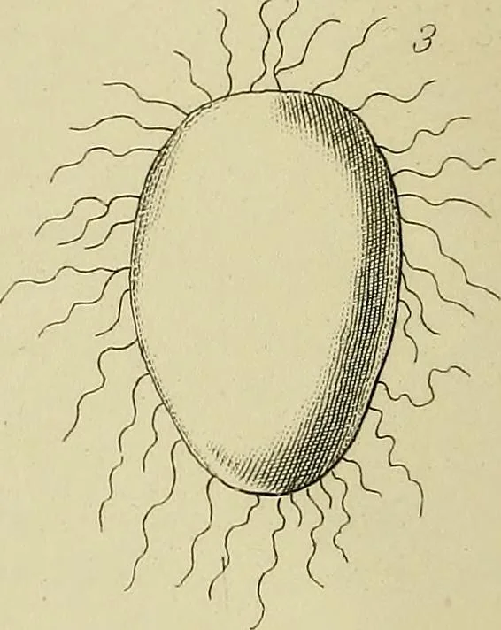 An illustration from The history of silk, cotton, linen, wool, and other fibrous substances;, 1845, leaf 153