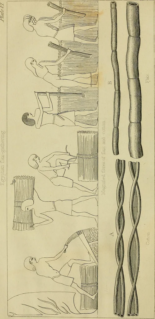 An illustration from The history of silk, cotton, linen, wool, and other fibrous substances;, 1845, leaf 399