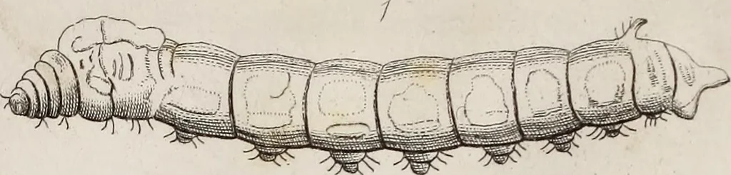 An illustration from The history of silk, cotton, linen, wool, and other fibrous substances : including observations on spinning, dyeing, and weaving : also an account of the pastoral life of the ancients, their social state and attainments in the domestic arts : with appendices on Pliny's Natural history, on the origin and manufacture of linen and cotton paper, on felting, netting, &c., deduced from copious and authentic sources, 1845, leaf 153