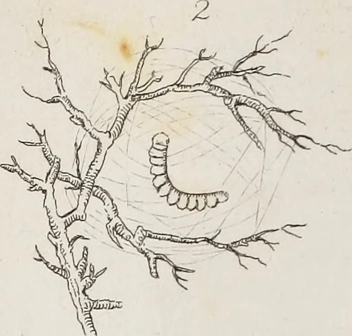 An illustration from The history of silk, cotton, linen, wool, and other fibrous substances : including observations on spinning, dyeing, and weaving : also an account of the pastoral life of the ancients, their social state and attainments in the domestic arts : with appendices on Pliny's Natural history, on the origin and manufacture of linen and cotton paper, on felting, netting, &c., deduced from copious and authentic sources, 1845, leaf 153
