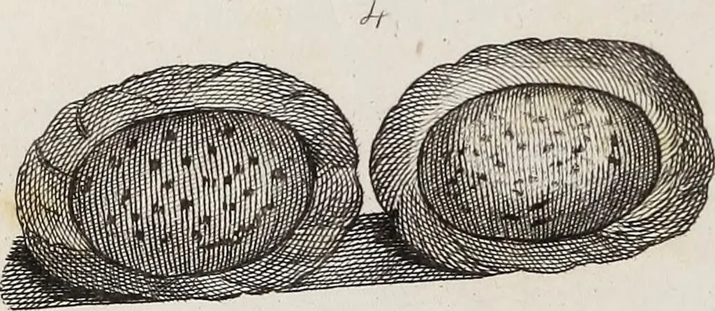 An illustration from The history of silk, cotton, linen, wool, and other fibrous substances : including observations on spinning, dyeing, and weaving : also an account of the pastoral life of the ancients, their social state and attainments in the domestic arts : with appendices on Pliny's Natural history, on the origin and manufacture of linen and cotton paper, on felting, netting, &c., deduced from copious and authentic sources, 1845, leaf 153