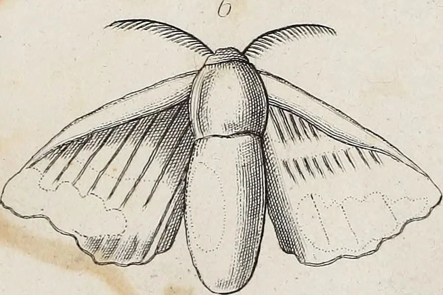 An illustration from The history of silk, cotton, linen, wool, and other fibrous substances : including observations on spinning, dyeing, and weaving : also an account of the pastoral life of the ancients, their social state and attainments in the domestic arts : with appendices on Pliny's Natural history, on the origin and manufacture of linen and cotton paper, on felting, netting, &c., deduced from copious and authentic sources, 1845, leaf 153