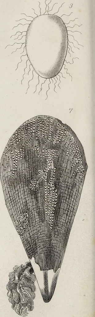 An illustration from The history of silk, cotton, linen, wool, and other fibrous substances : including observations on spinning, dyeing, and weaving : also an account of the pastoral life of the ancients, their social state and attainments in the domestic arts : with appendices on Pliny's Natural history, on the origin and manufacture of linen and cotton paper, on felting, netting, &c., deduced from copious and authentic sources, 1845, leaf 153