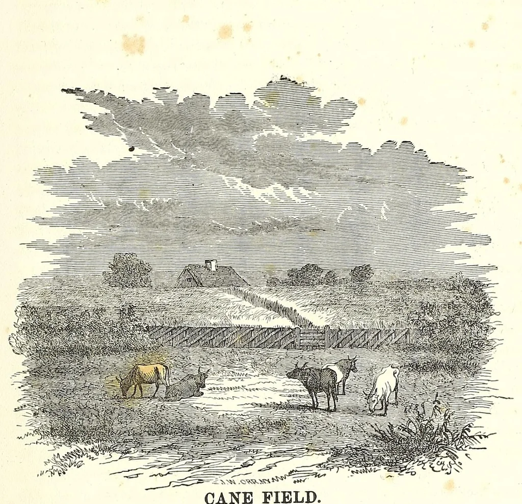 An illustration from The history of slavery and the slave trade, ancient and modern : the forms of slavery that prevailed in ancient nations, particularly in Greece and Rome : the African slave trade and the political history of slavery in the United States, 1860, leaf 461