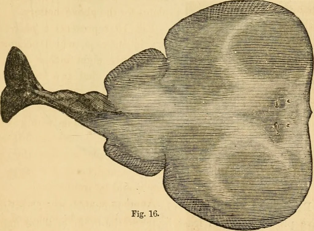 An illustration from History, theory, and practice of the electric telegraph, 1866, leaf 54