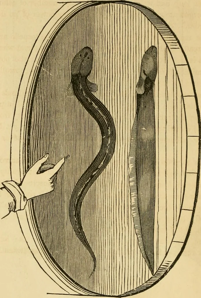 An illustration from History, theory, and practice of the electric telegraph, 1866, leaf 55