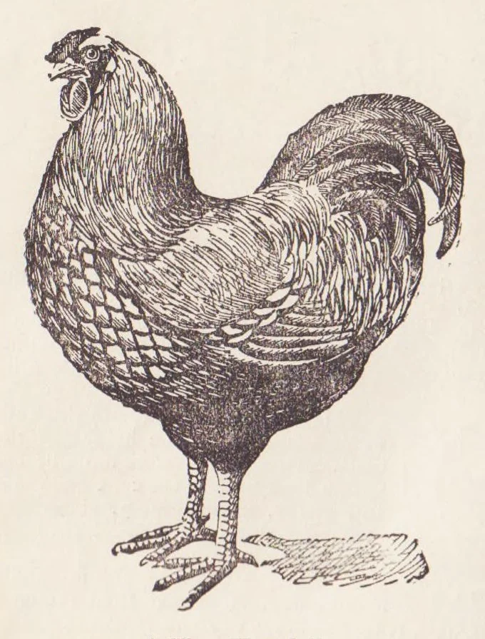 An illustration from Hobbies Weekly No. 2, 1895, leaf 20
