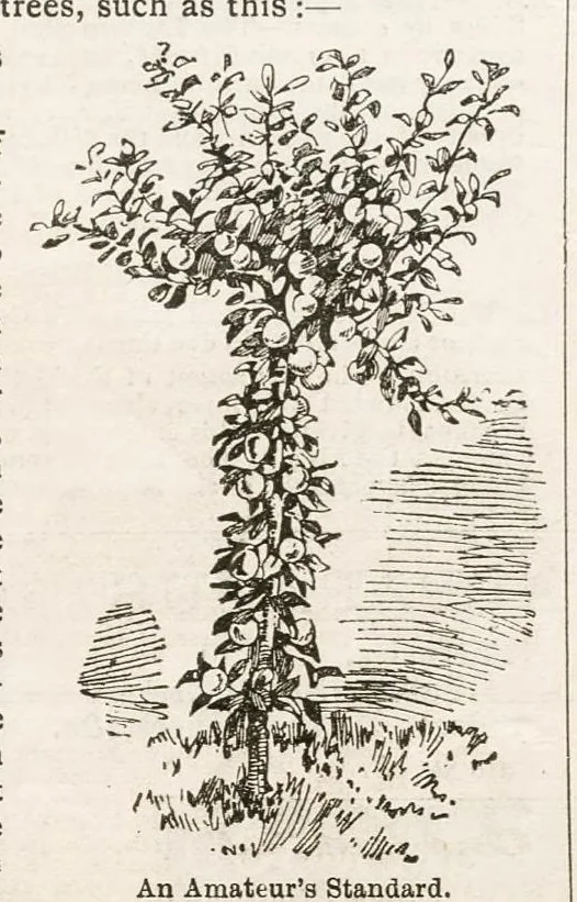 An illustration from Hobbies Weekly No. 4, 1895, leaf 21