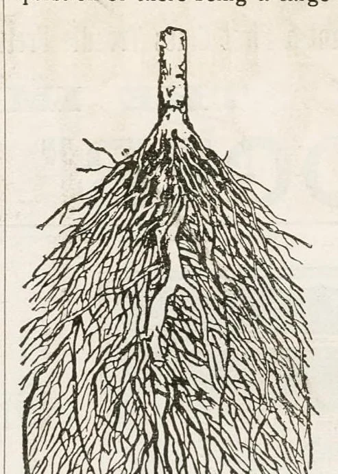 An illustration from Hobbies Weekly No. 4, 1895, leaf 22