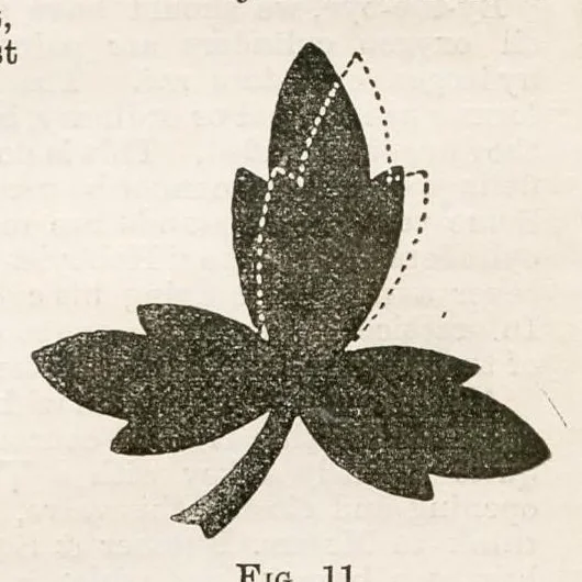An illustration from Hobbies Weekly No. 4, 1895, leaf 5