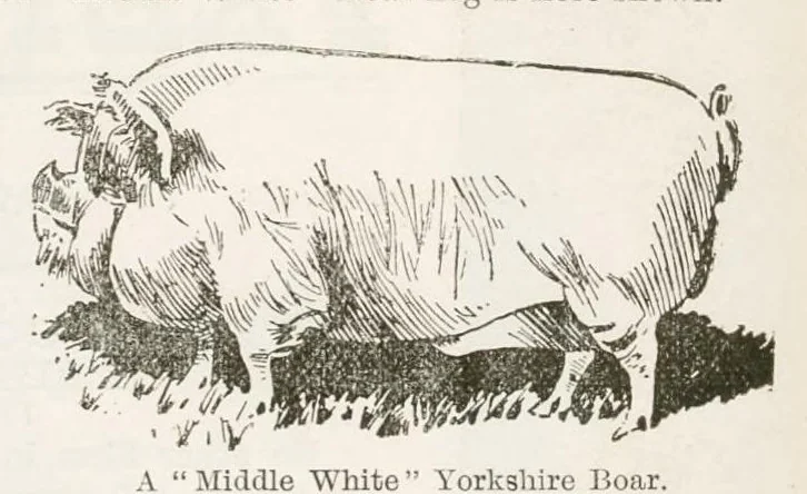 An illustration from Hobbies Weekly No. 7, 1895, leaf 22