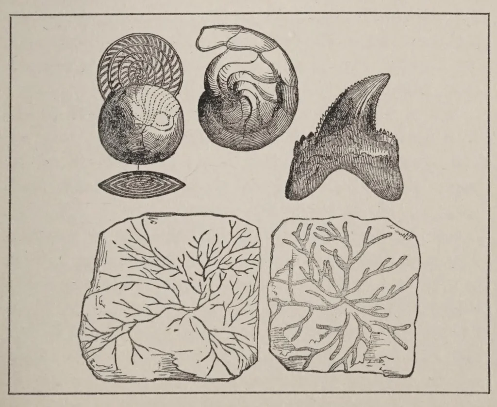 An illustration from Hobbies,, 1923, leaf 109