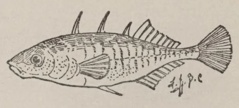 An illustration from Hobbies,, 1923, leaf 239