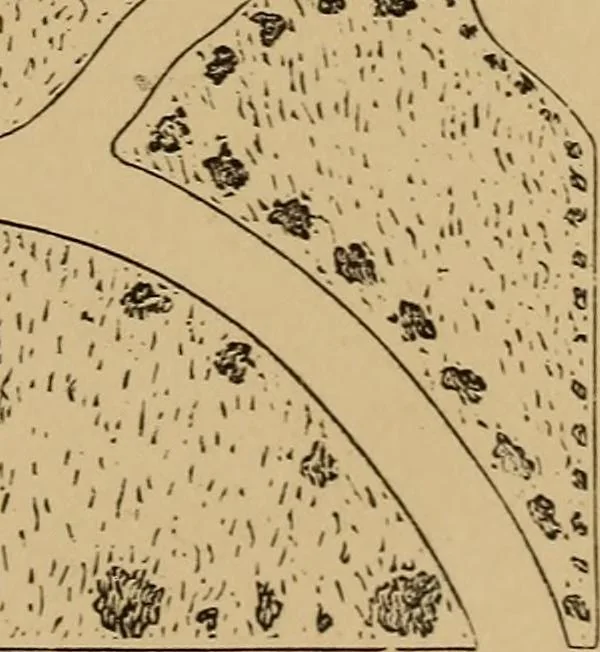 An illustration from Hobbs's architecture: containing designs and ground plans for villas, cottages and other edifices, both suburban and rural, adapted to the United States. With rules for criticism, and introduction, 1876, leaf 56
