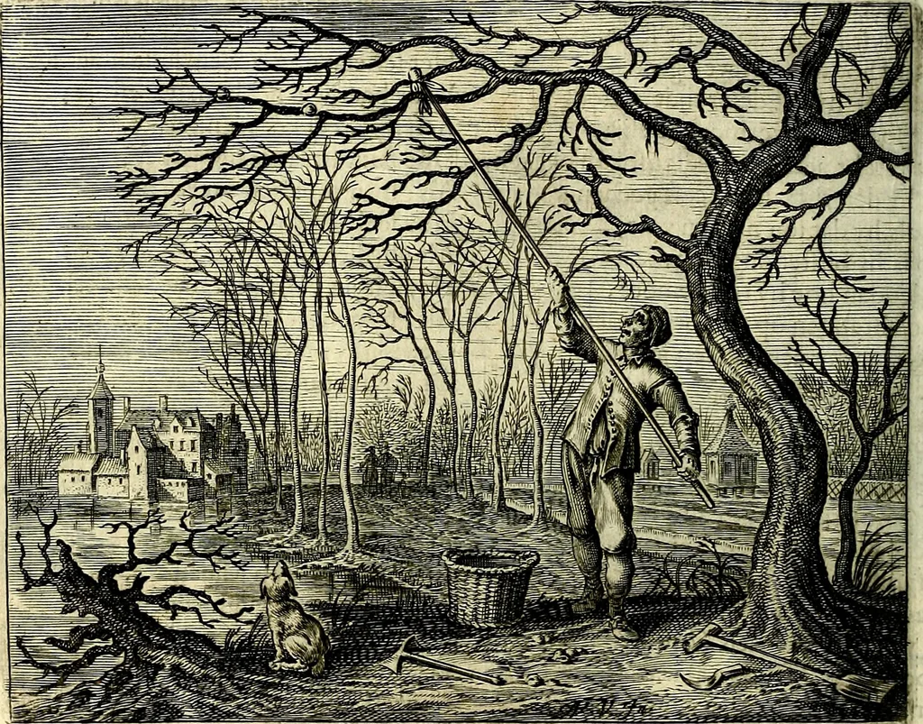 An illustration from Hof-gedachten, dat is, invallen, by gelegentheyt oft op't gesichte van boomen, planten, bloemen, kruyden, en diergelijcke aerdt-gewassen, verweckt, in't Buyten-leven, 1655, leaf 39